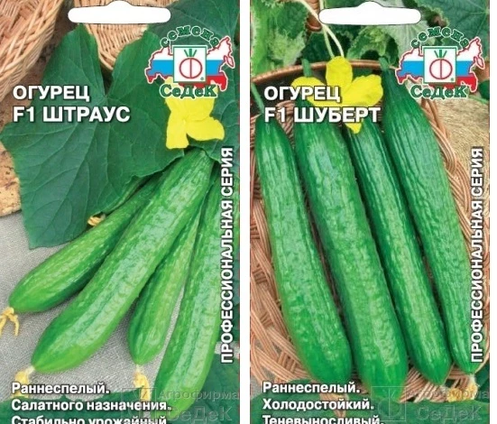 гибриды огурцов новинки