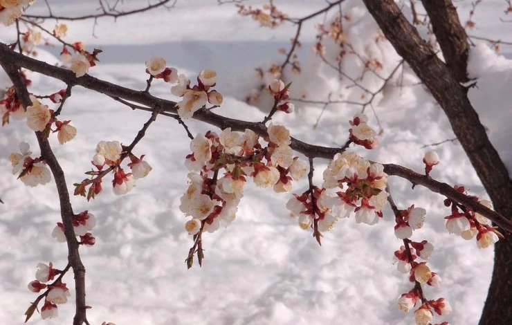на какой год плодоносит абрикос
