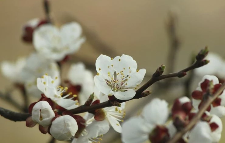 причины почему не плодоносит абрикос