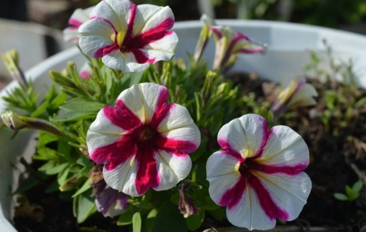 виды петуний