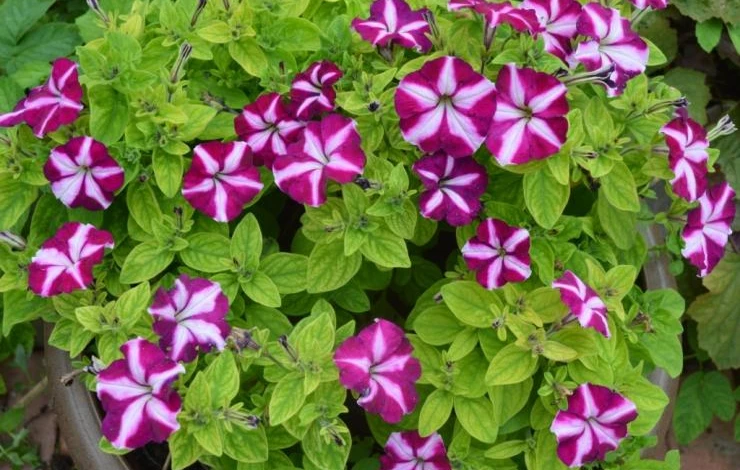 петуния виды и сорта