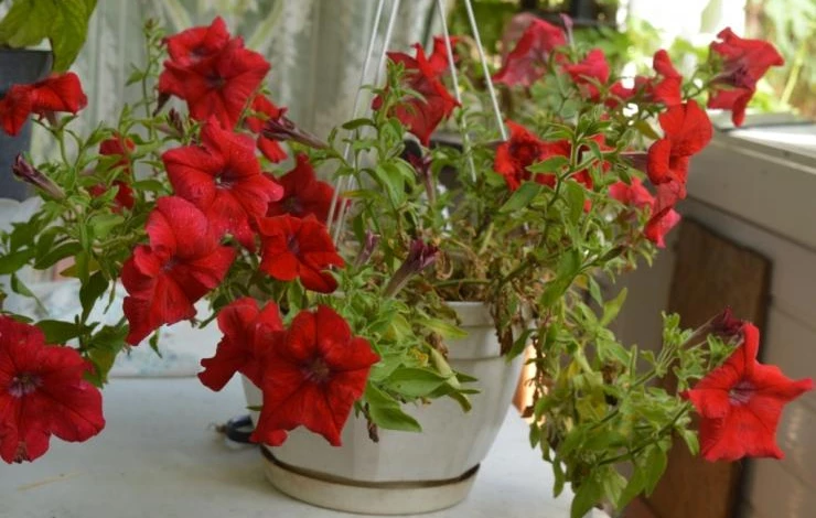 петуния виды и сорта с фото