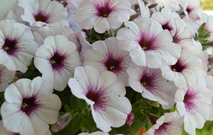 виды петуний фото