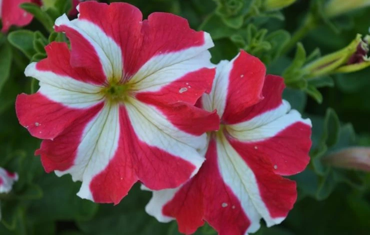 виды петуний фото и название