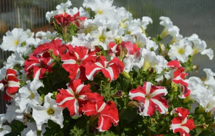 виды петуний харакетристики