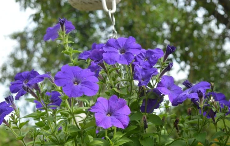 группы петуний