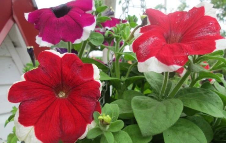 петуния виды кустовая