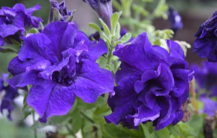 виды петуний ампельная