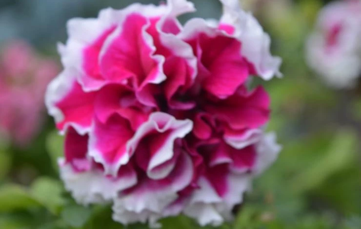 виды петуний махровые