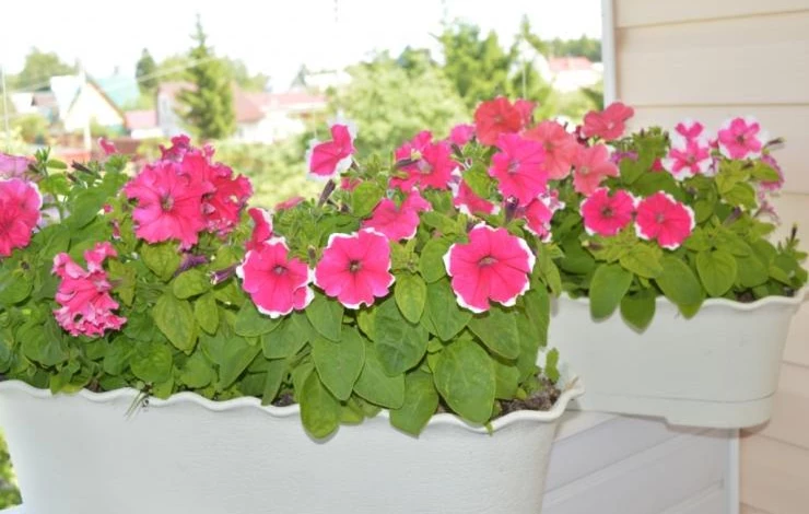 виды петунии кустовая