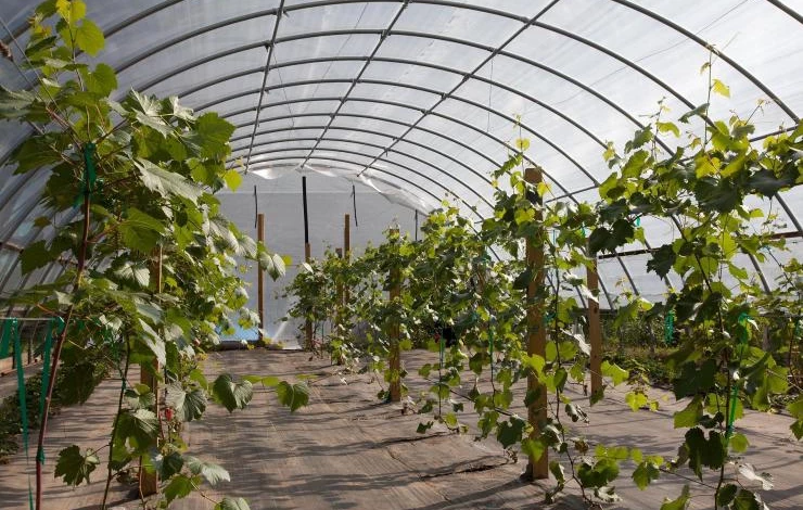 виноград в сибири в теплице