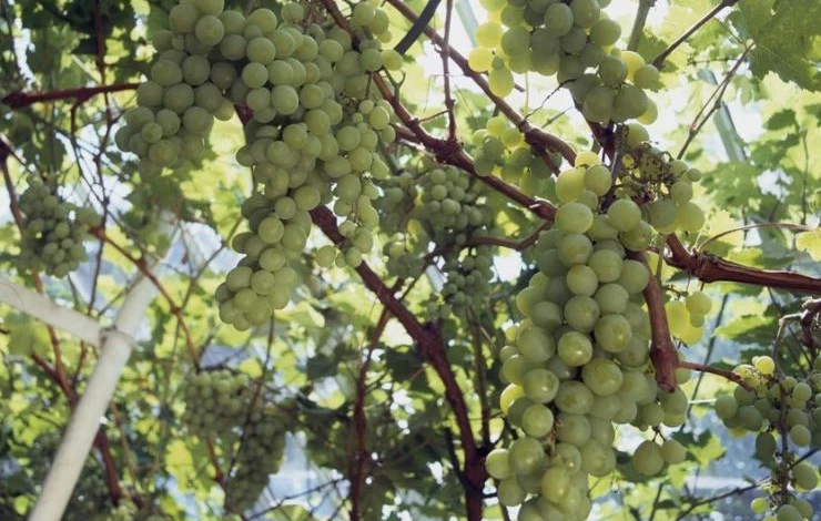 виноград фазы вегетации уход