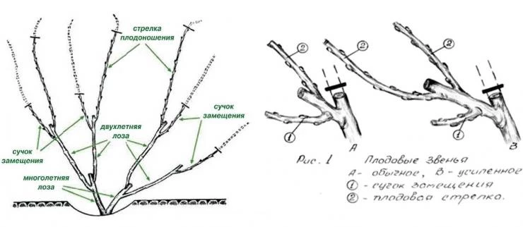 побеги винограда