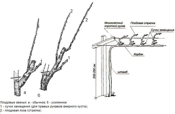 плодовые звенья