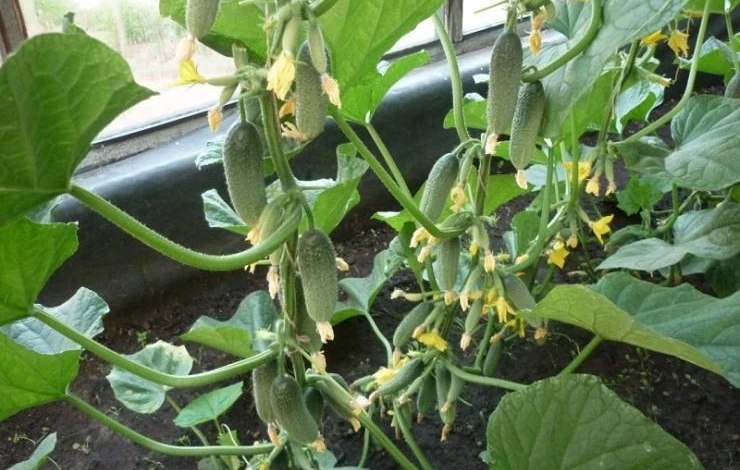 огурцы сибирская гирлянда для сибири