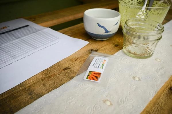 семена на туалетной бумаге на рассаду