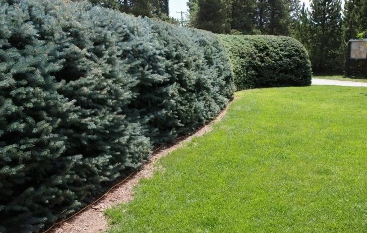 голубые ели в саду