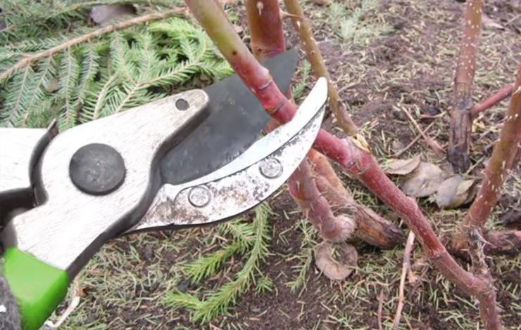 когда обрезать розы