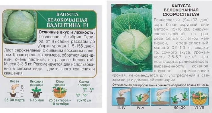 посадка капусты на рассаду