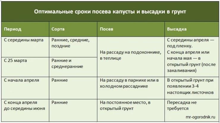 когда сеять капусту на рассаду