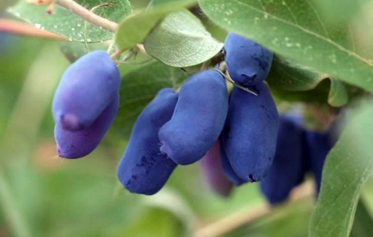 обработка жимолости весной