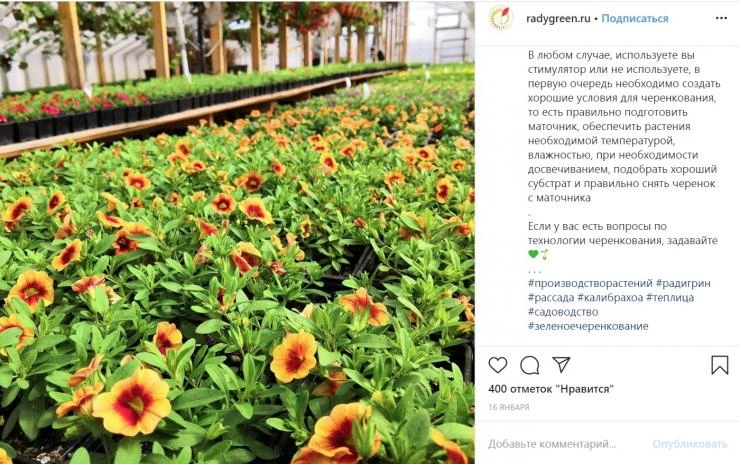 как укоренить черенки калибрахоа