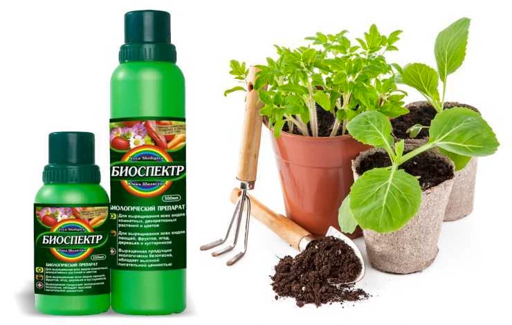 биоспектр для подкормки рассады после высадки в грунт