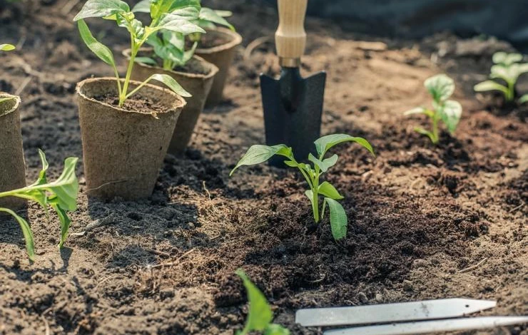 правила выращивания рассады перца