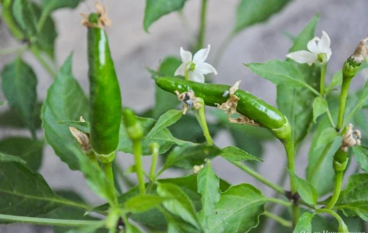 как посадить перец на подоконнике\