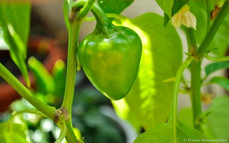 домашние перцы на подоконнике