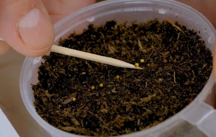 Семена глоксинии в оболочке