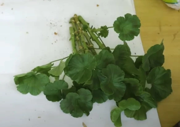 Черенки для укоренения