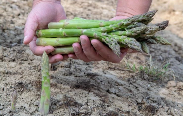 Здоровые побеги