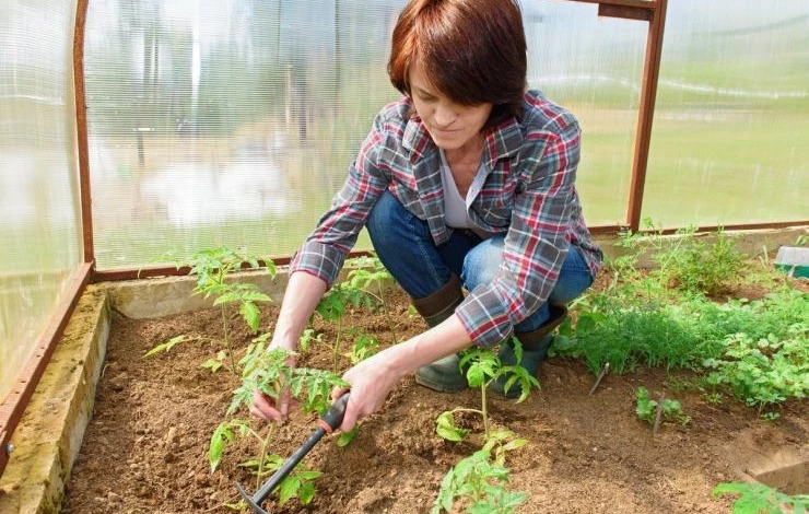 Высадка рассады