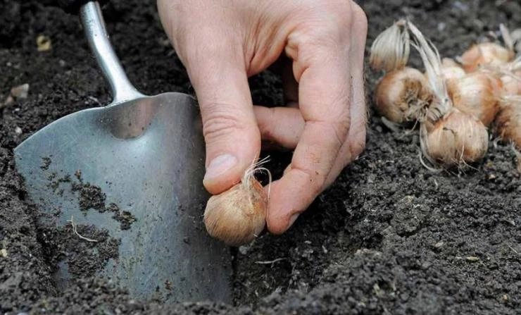 Рассаживание клубней