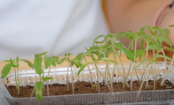 Здоровая рассада