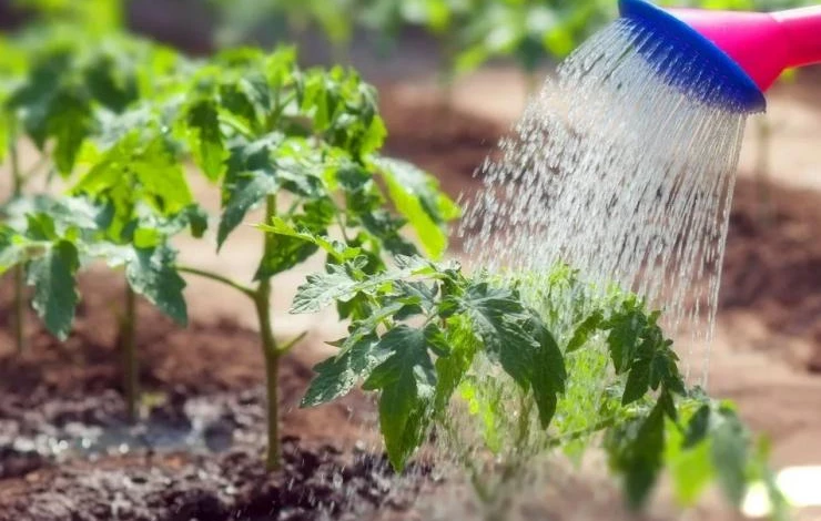 Поливаем ростки помидоров