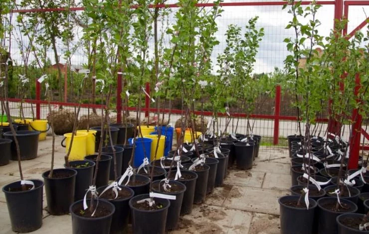 Выбор саженцев