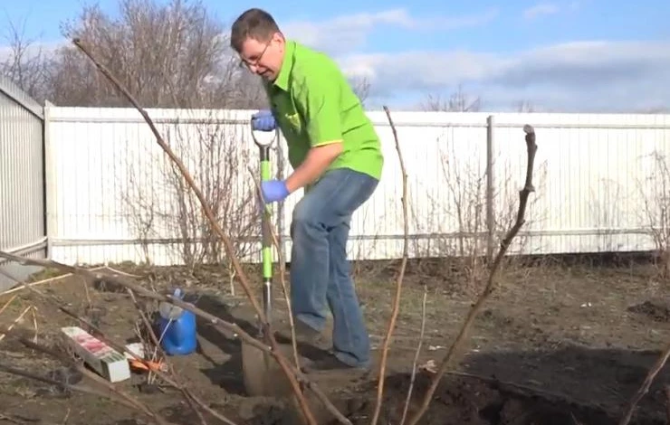 Выкорчевывание