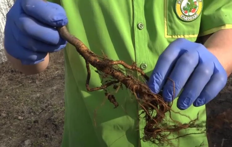 Как правильно высадить саженцы яблони