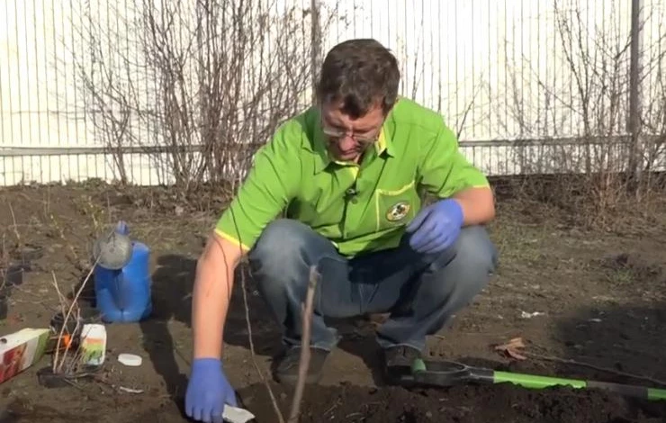 Внесение препарата БИО-МИКОРИЗА