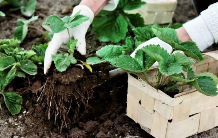 Пересадка в открытый грунт