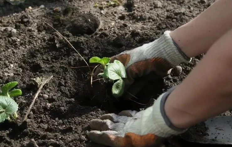 Рассада на грядке