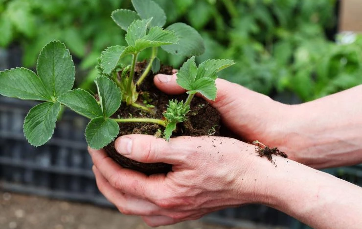 Размножение с помощью кустов