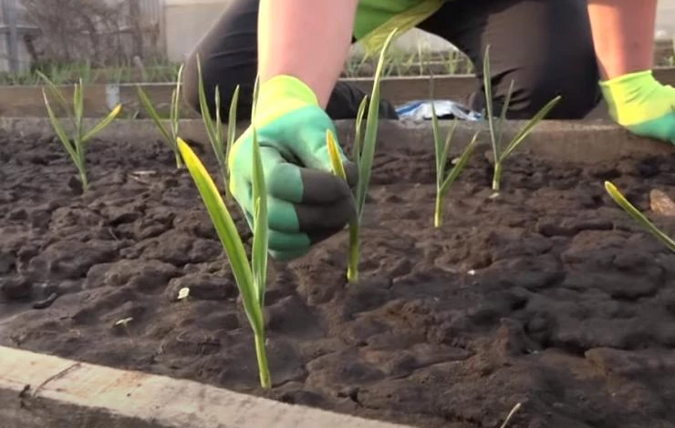 Недостаток азота