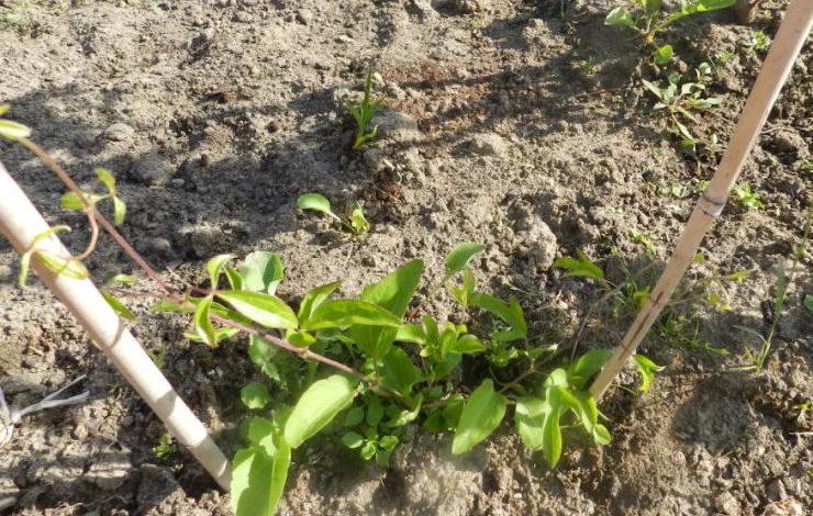 Клематис в открытом грунте