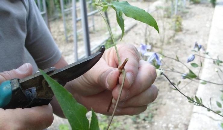 Как размножить клематис черенками и отводками