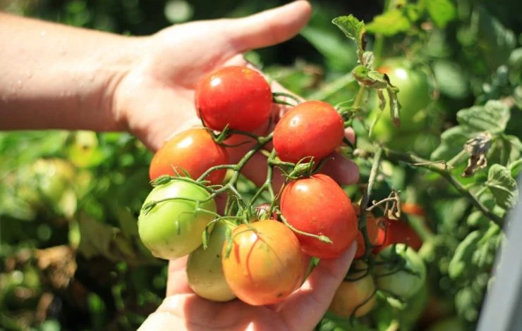 Сорт "Санька"