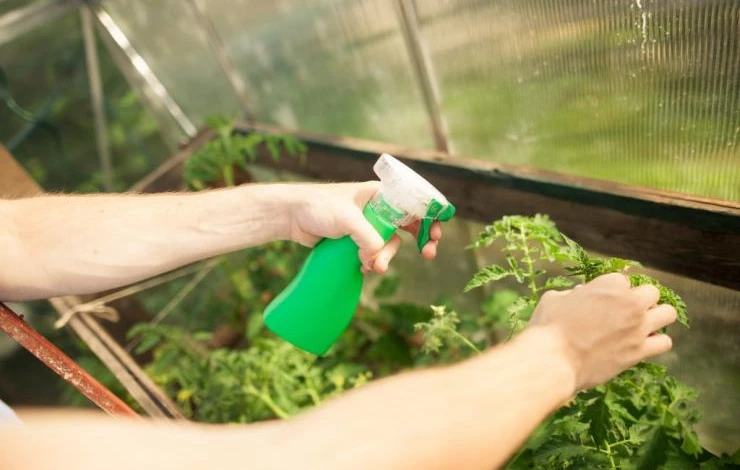 Какие удобрения вносить под помидоры в теплице