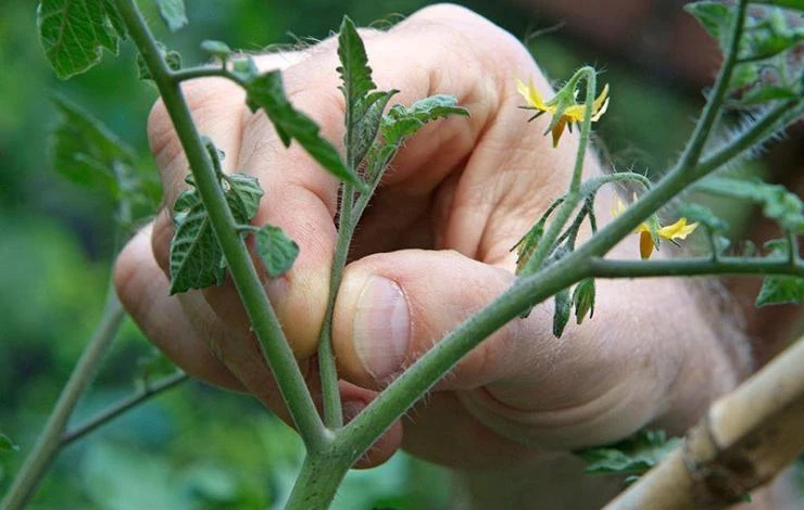 Как провести пасынкование помидоров